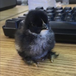 Meet your Posher, Chloe